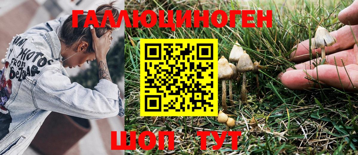 Псилоцибиновые грибы Psilocybine cubensis Алейск
